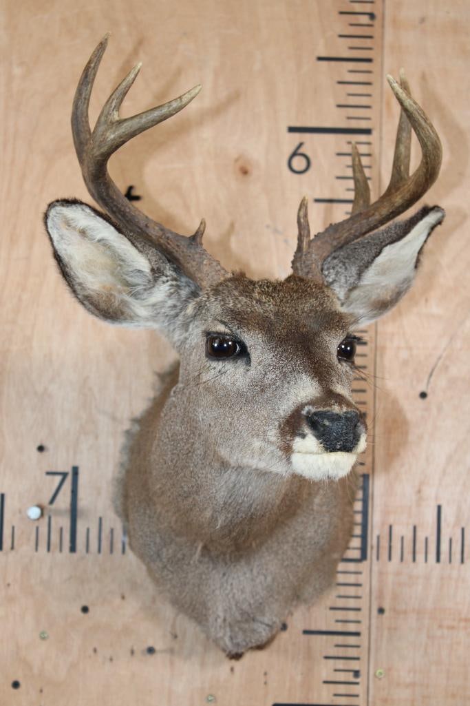 9-Point WHITETAIL DEER Shoulder Mount - 2