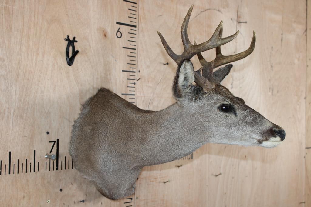 9-Point WHITETAIL DEER Shoulder Mount - 3