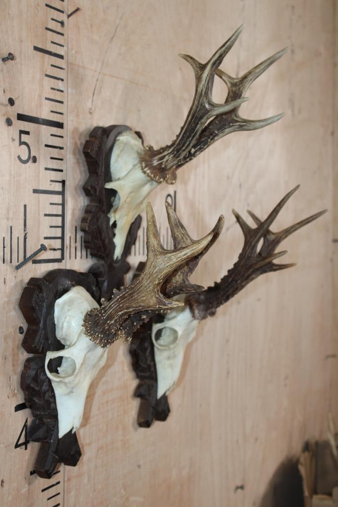 (3) ROE DEER Euro Cut Skulls on German Style Black Forest Wood Plaques - 2