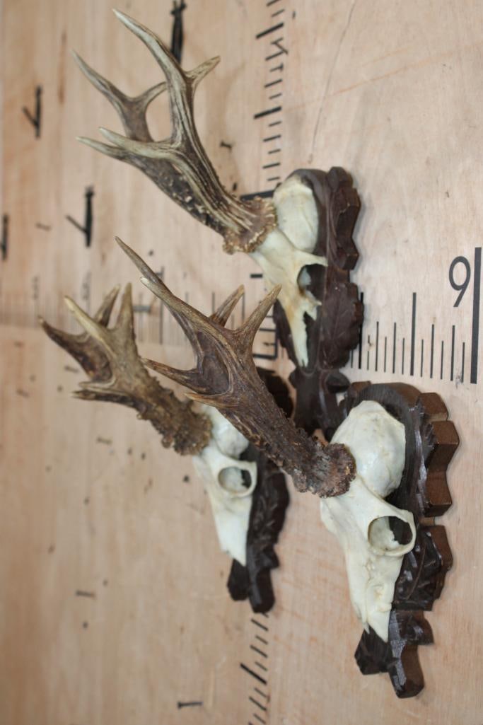 (3) ROE DEER Euro Cut Skulls on German Style Black Forest Wood Plaques - 3