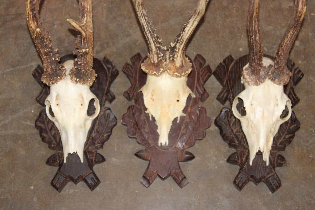 (3) ROE DEER Euro Cut Skulls on German Style Black Forest Wood Plaques - 4
