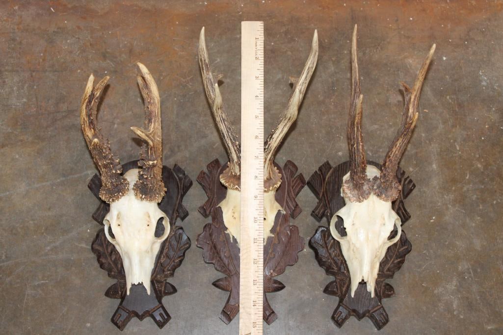 (3) ROE DEER Euro Cut Skulls on German Style Black Forest Wood Plaques - 5