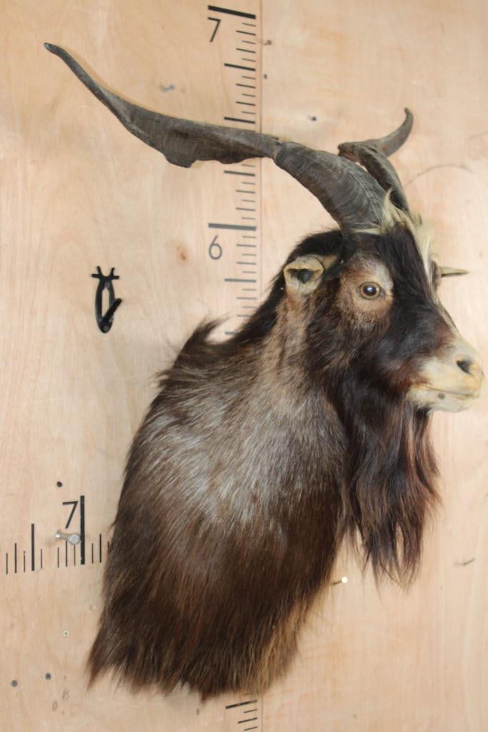 CATALINA GOAT Shoulder Mount - 2
