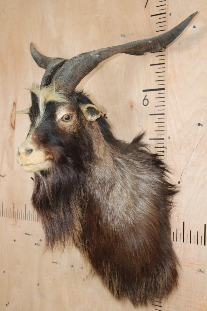CATALINA GOAT Shoulder Mount - 3
