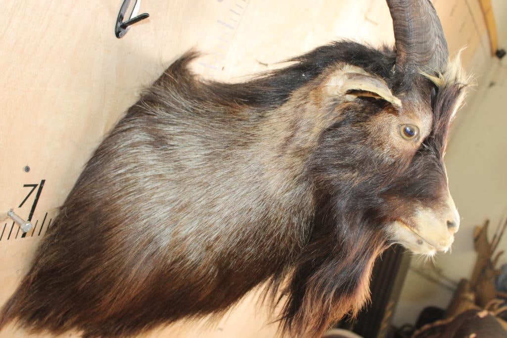 CATALINA GOAT Shoulder Mount - 5