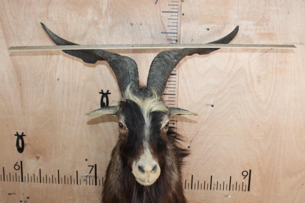 CATALINA GOAT Shoulder Mount - 6