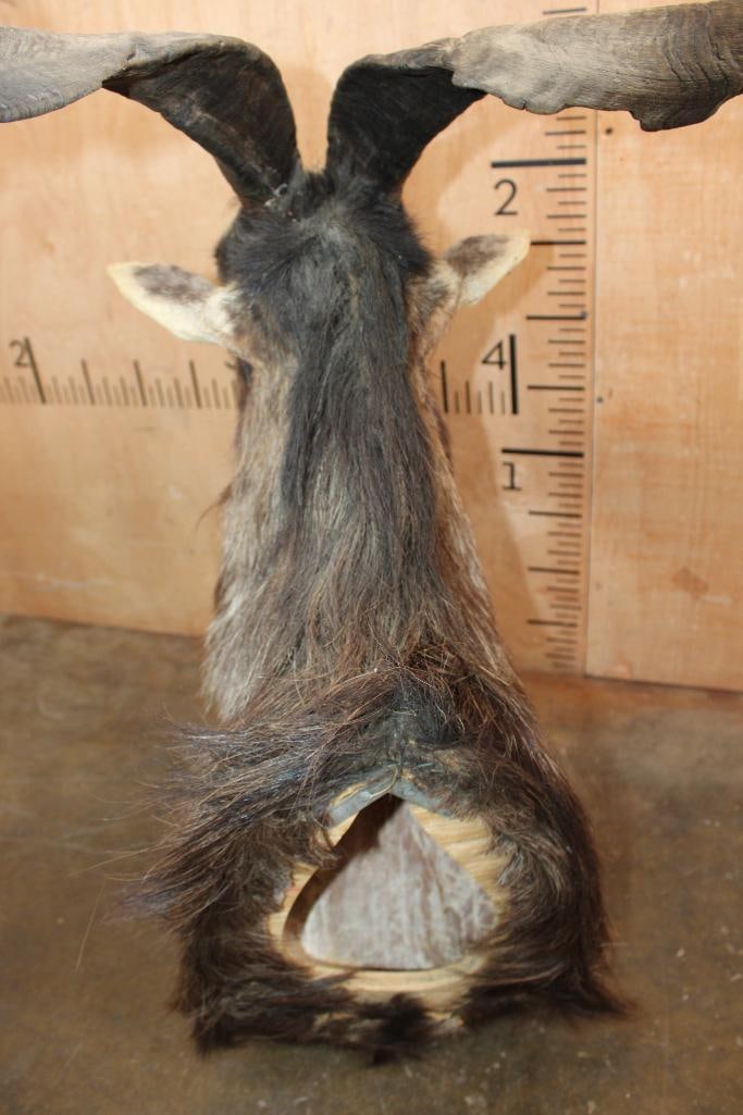 CATALINA GOAT Shoulder Mount - 7