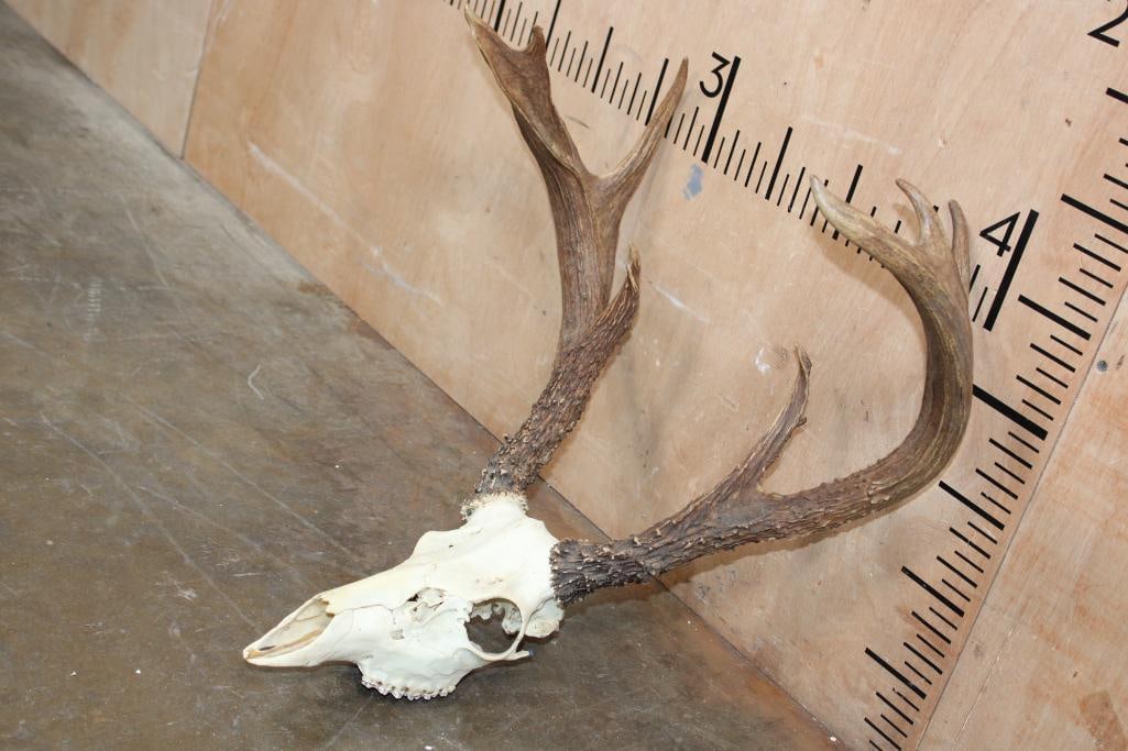 8-Point WHITETAIL DEER Skull - 2