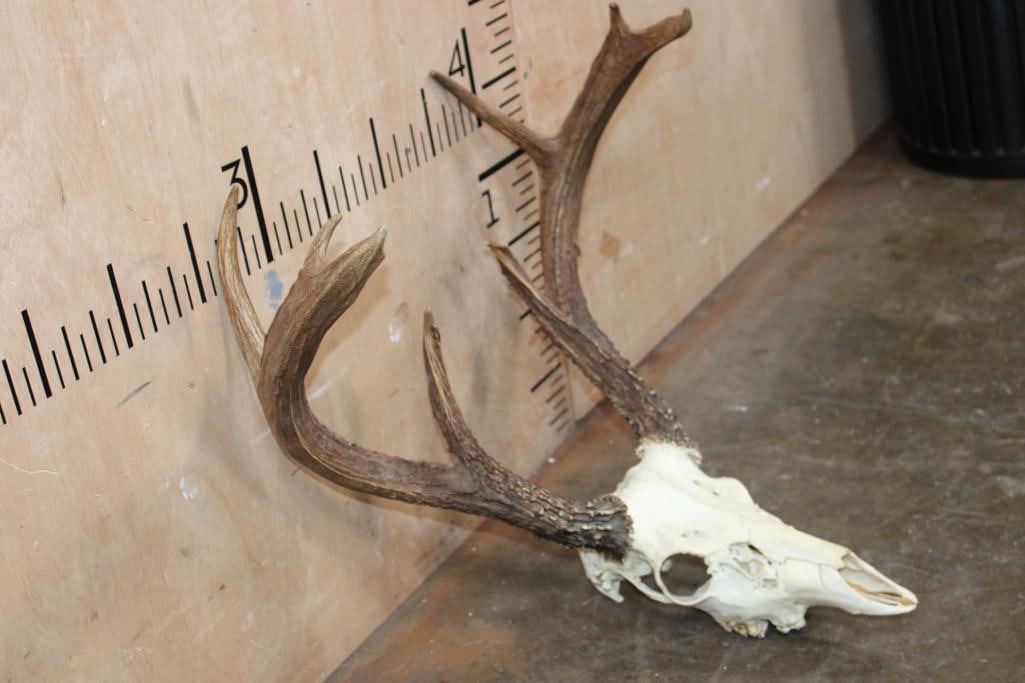 8-Point WHITETAIL DEER Skull - 3