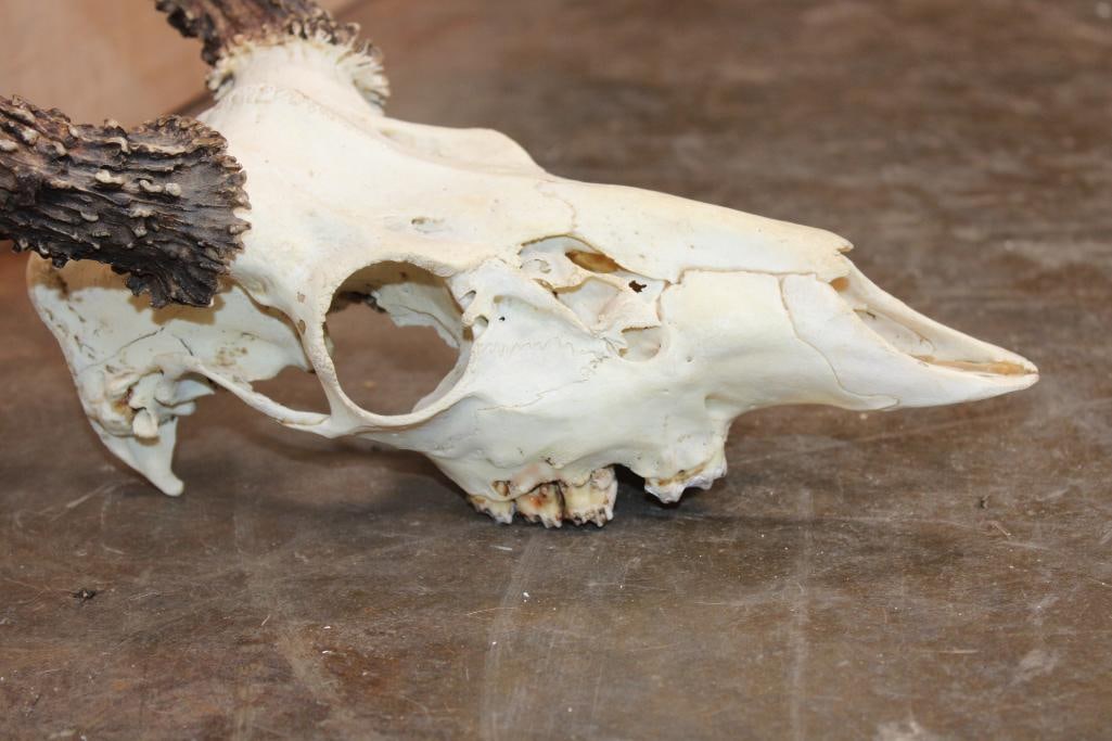 8-Point WHITETAIL DEER Skull - 4