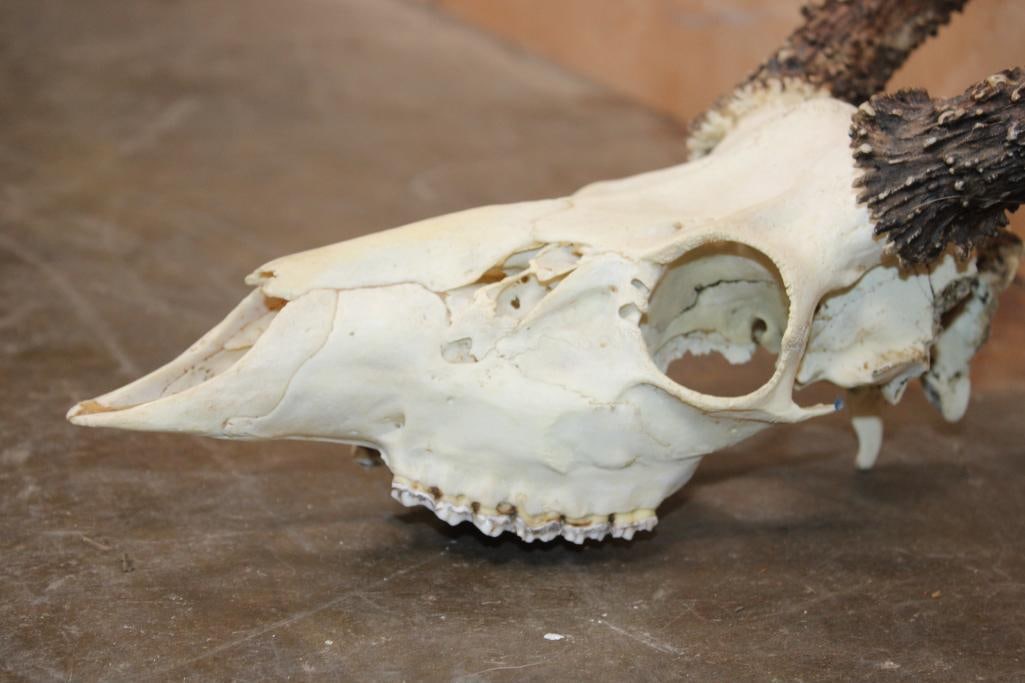 8-Point WHITETAIL DEER Skull - 5