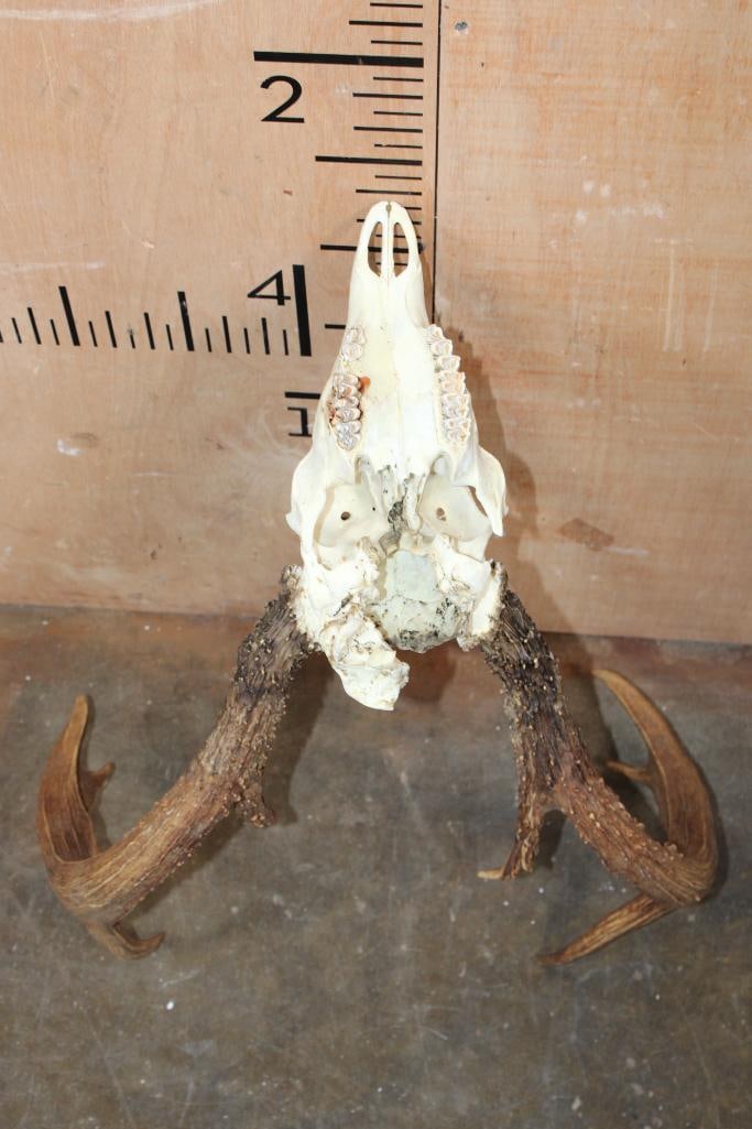 8-Point WHITETAIL DEER Skull - 6