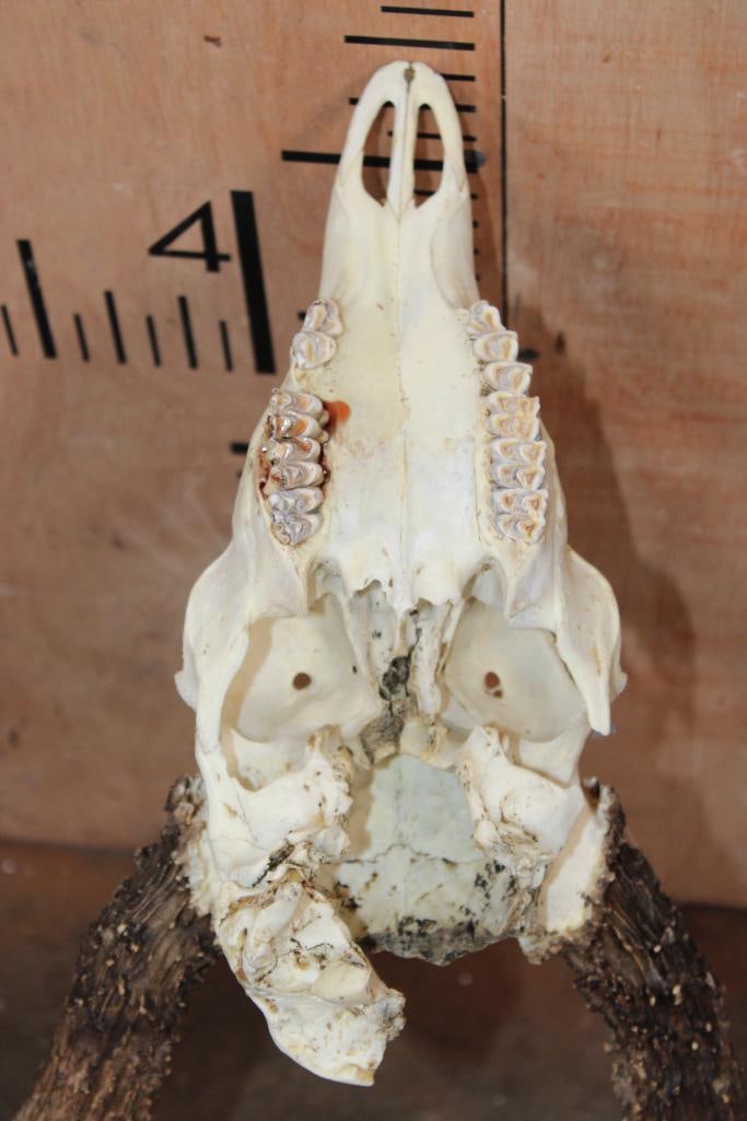 8-Point WHITETAIL DEER Skull - 7