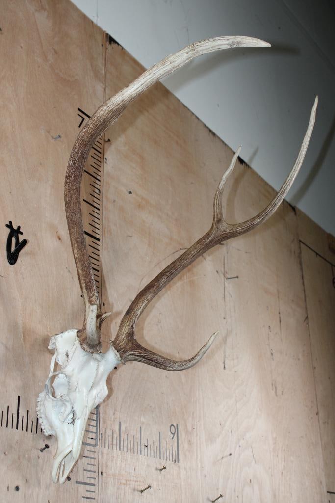 AXIS DEER Skull - 2