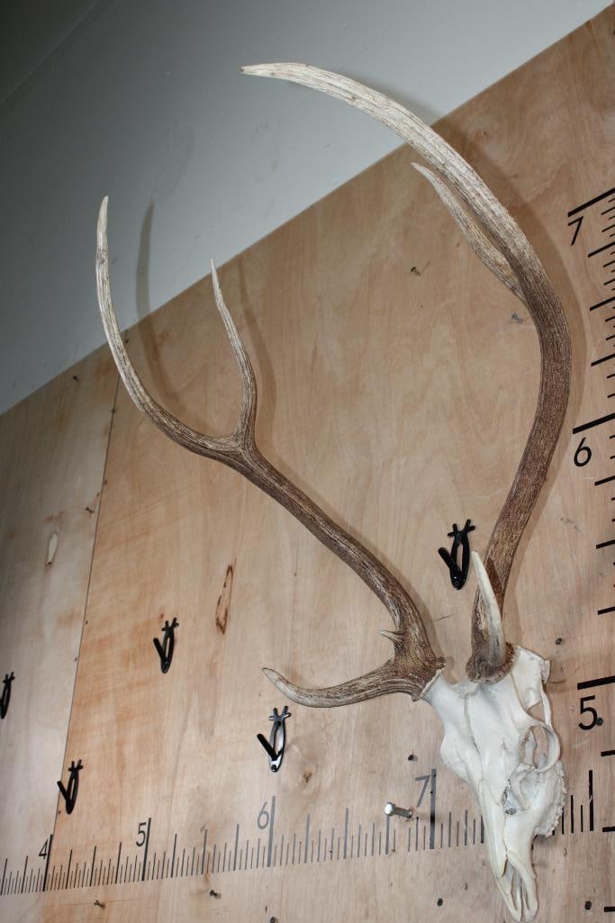 AXIS DEER Skull - 3