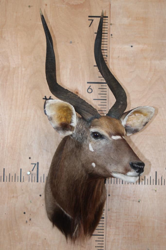 NYALA Shoulder Mount - 2