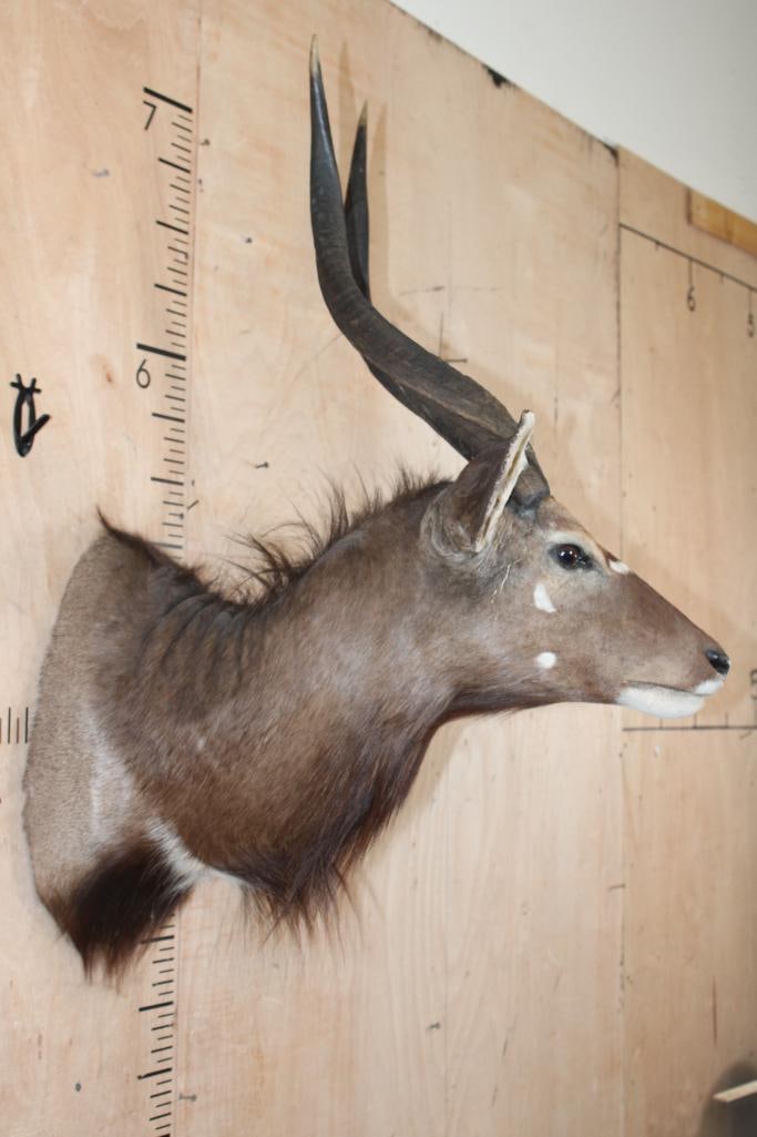 NYALA Shoulder Mount - 3