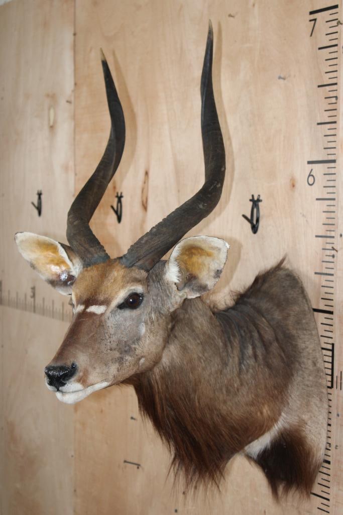 NYALA Shoulder Mount - 4