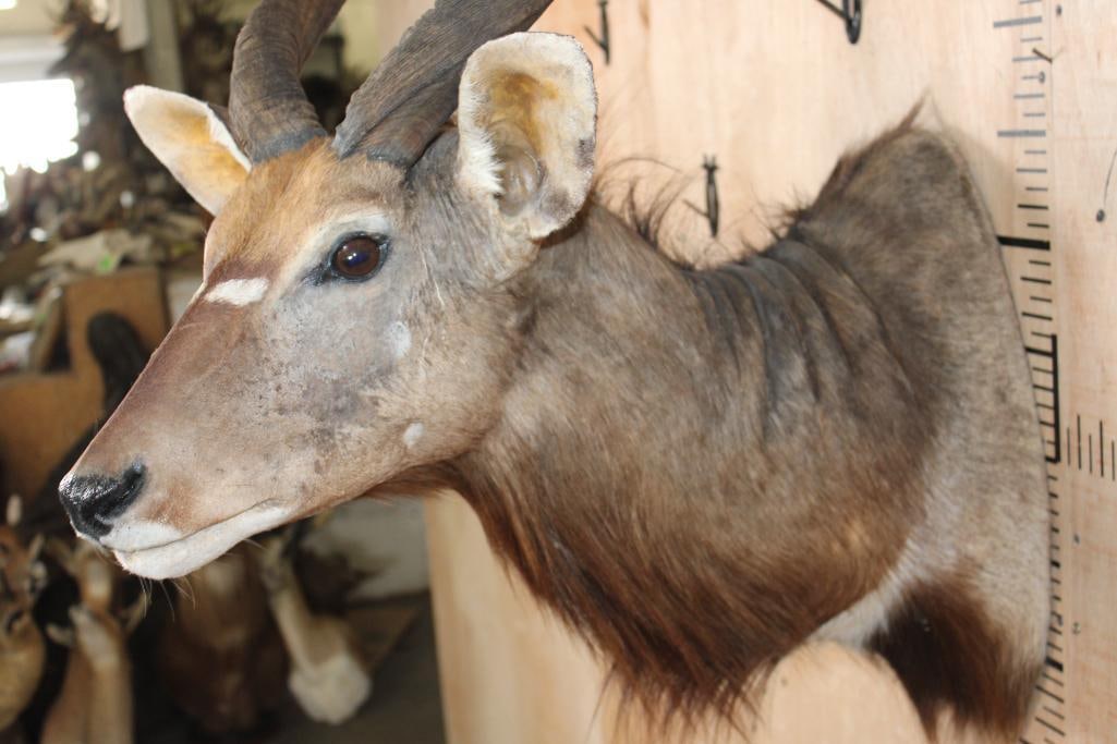 NYALA Shoulder Mount - 5