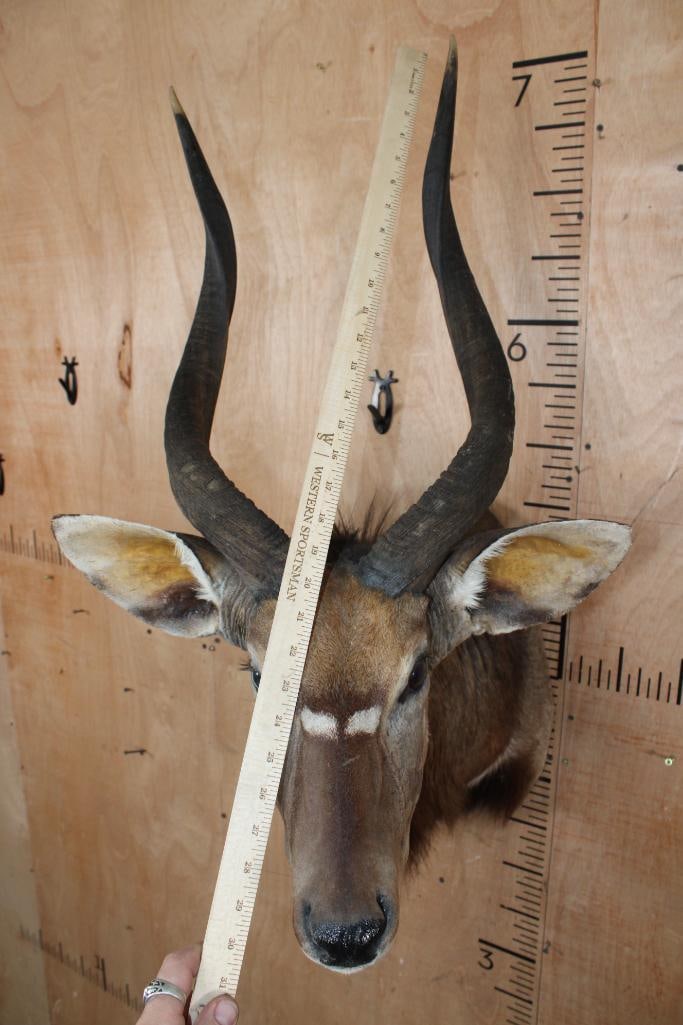 NYALA Shoulder Mount - 7