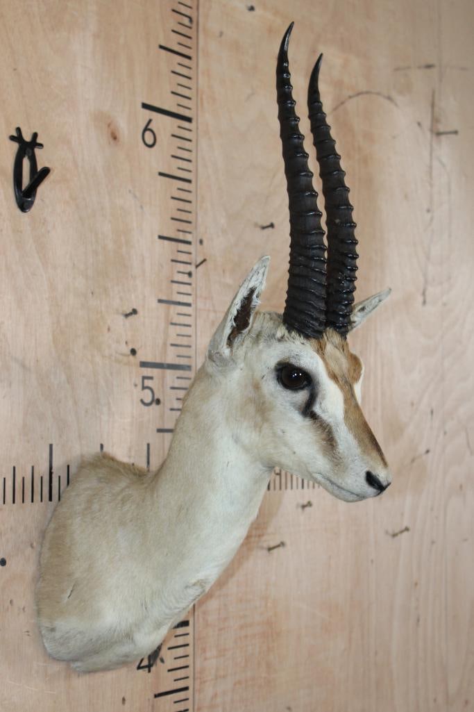 THOMSON'S GAZELLE Shoulder Mount - 2
