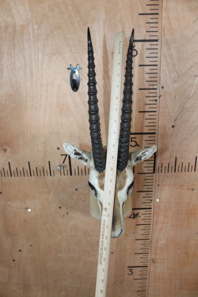 THOMSON'S GAZELLE Shoulder Mount - 4
