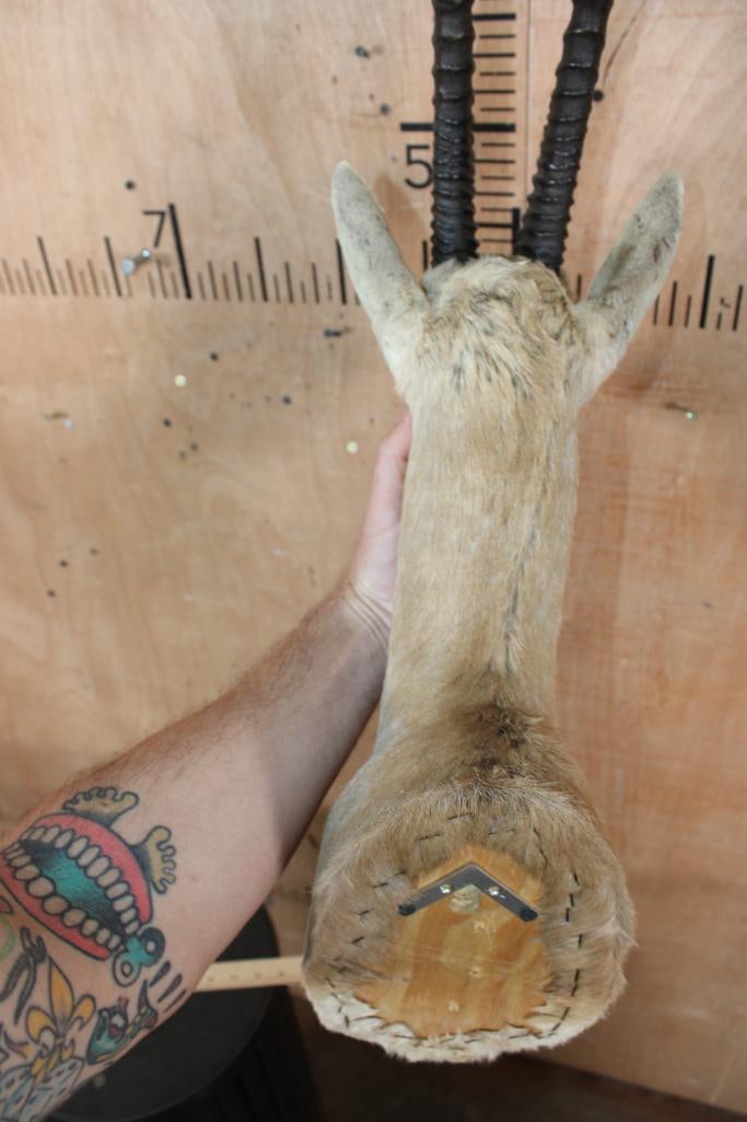 THOMSON'S GAZELLE Shoulder Mount - 5