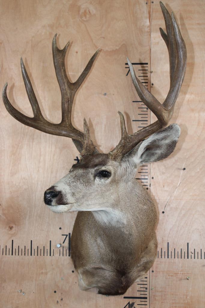 12-Point MULE DEER Shoulder Mount - 2