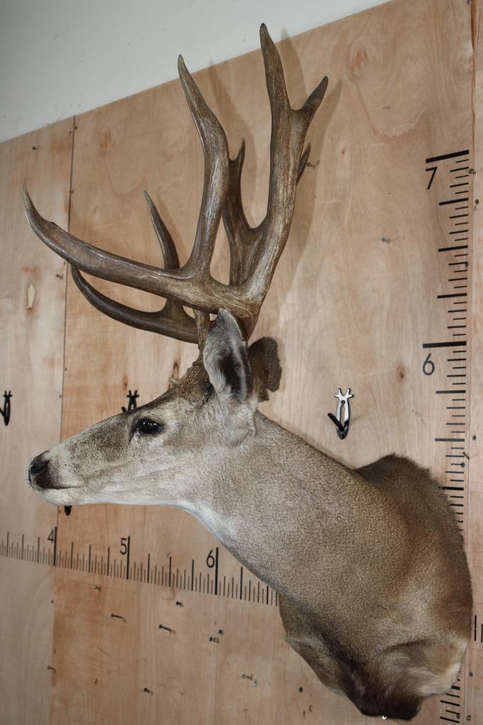 12-Point MULE DEER Shoulder Mount - 3
