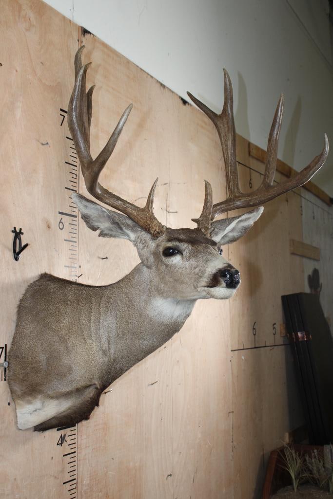 12-Point MULE DEER Shoulder Mount - 4