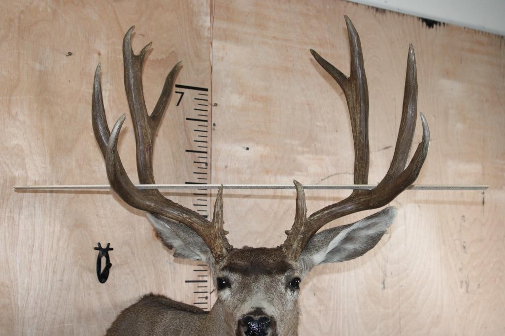 12-Point MULE DEER Shoulder Mount - 5