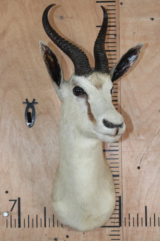 SPRINGBOK Shoulder Mount - 2