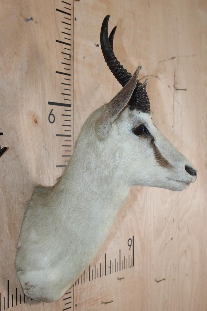 SPRINGBOK Shoulder Mount - 3