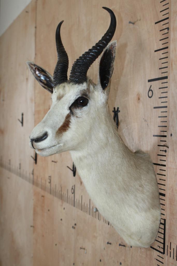 SPRINGBOK Shoulder Mount - 4