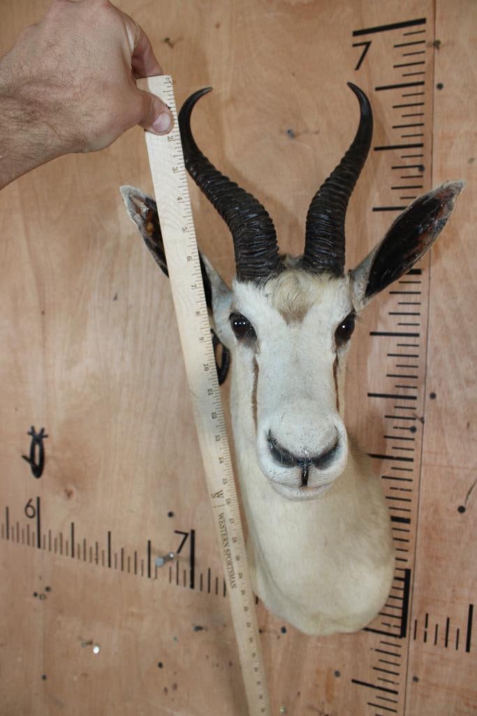 SPRINGBOK Shoulder Mount - 5