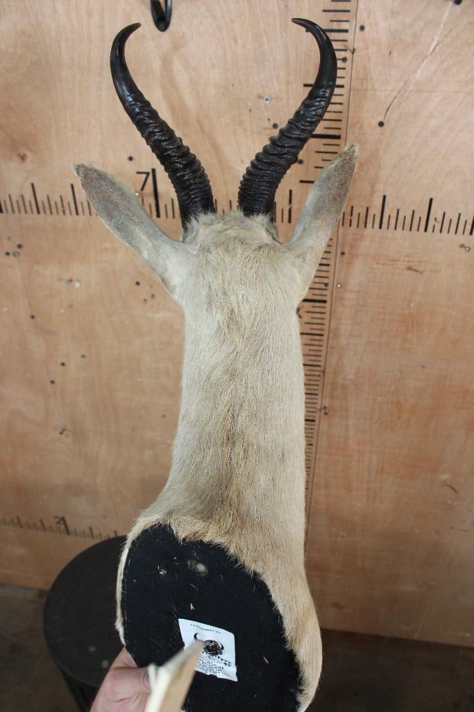 SPRINGBOK Shoulder Mount - 6