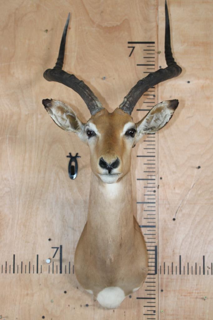 IMPALA Shoulder Mount: Nice, Clean, and Newer IMPALA Shoulder Mount. It is in Good Condition. TAXIDERMY 
