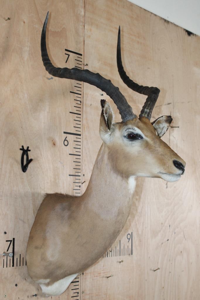 IMPALA Shoulder Mount - 2
