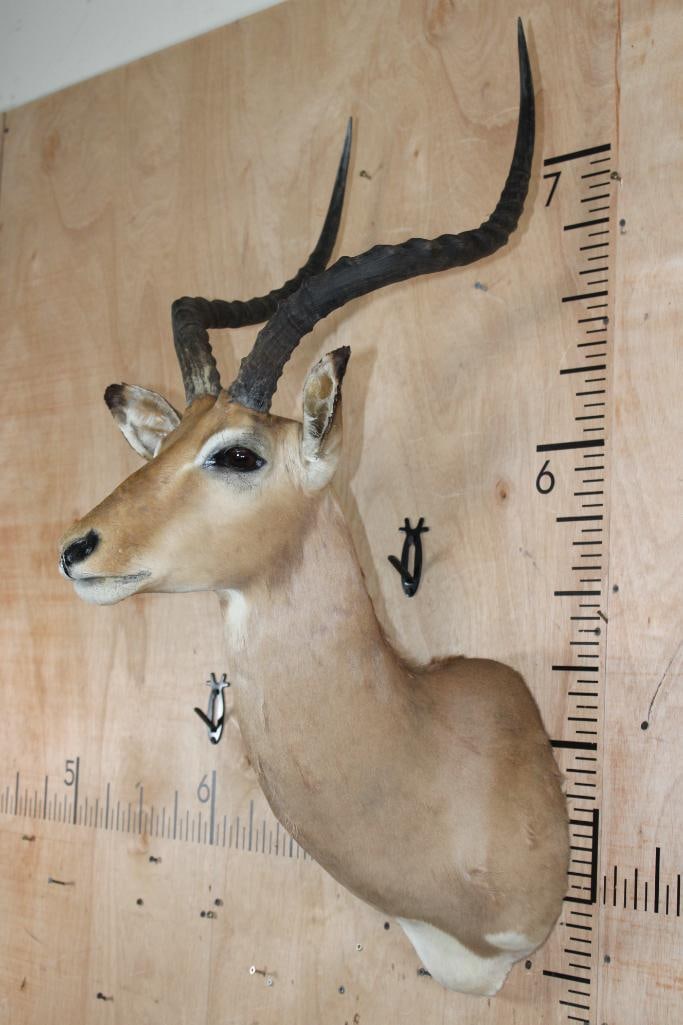 IMPALA Shoulder Mount - 3