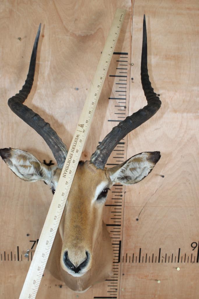 IMPALA Shoulder Mount - 4