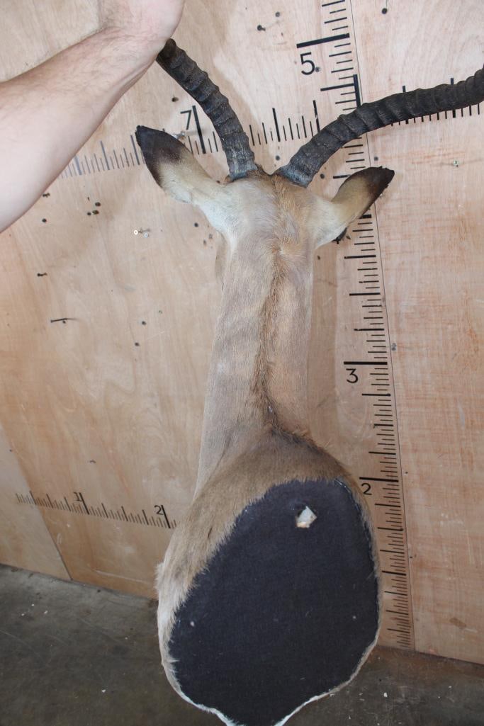 IMPALA Shoulder Mount - 5