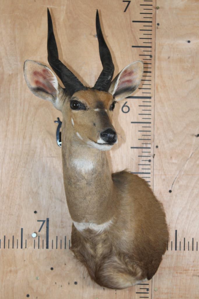 BUSHBUCK Shoulder Mount - 2