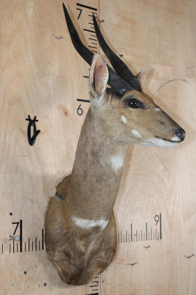 BUSHBUCK Shoulder Mount - 3