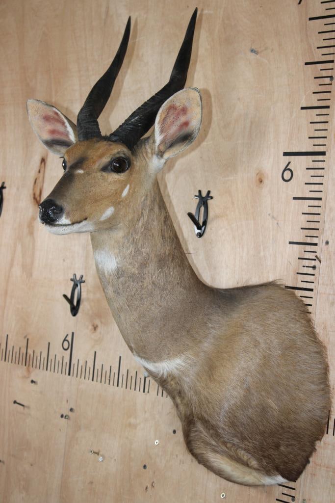 BUSHBUCK Shoulder Mount - 4