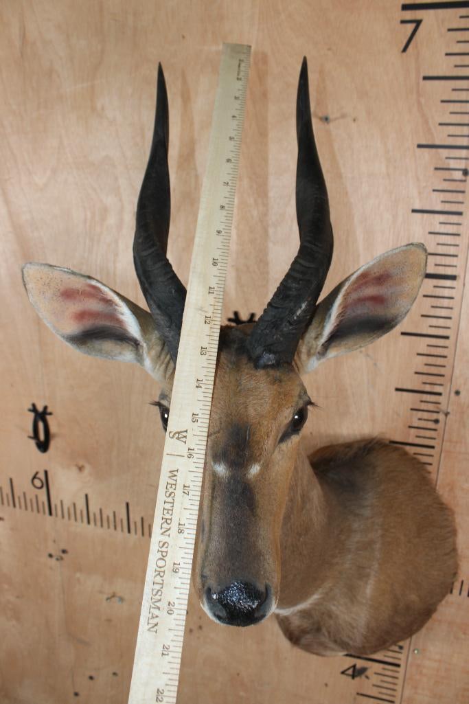 BUSHBUCK Shoulder Mount - 5