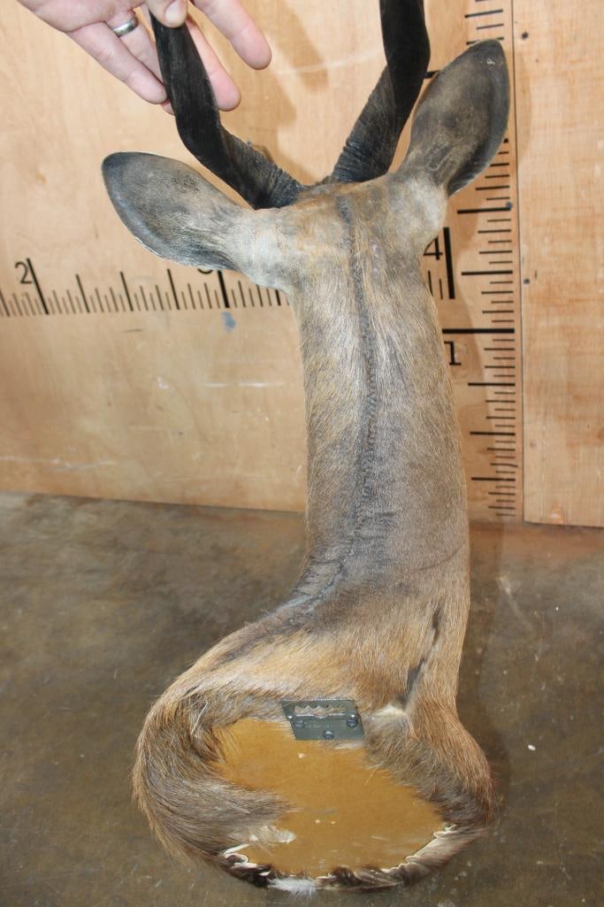 BUSHBUCK Shoulder Mount - 6