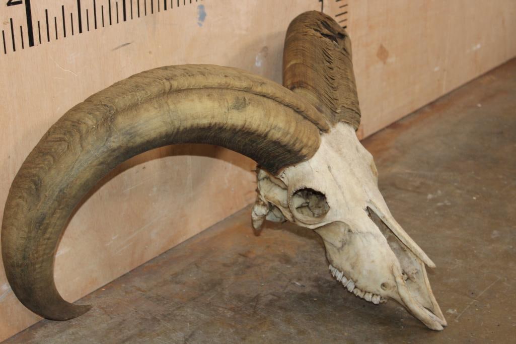 Big AOUDAD Skull - 2