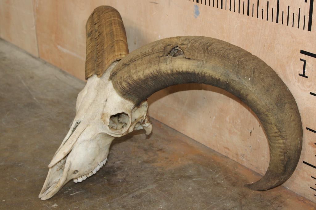 Big AOUDAD Skull - 3