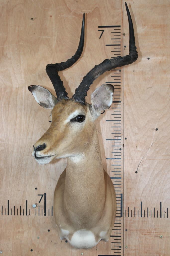 IMPALA Shoulder Mount - 2