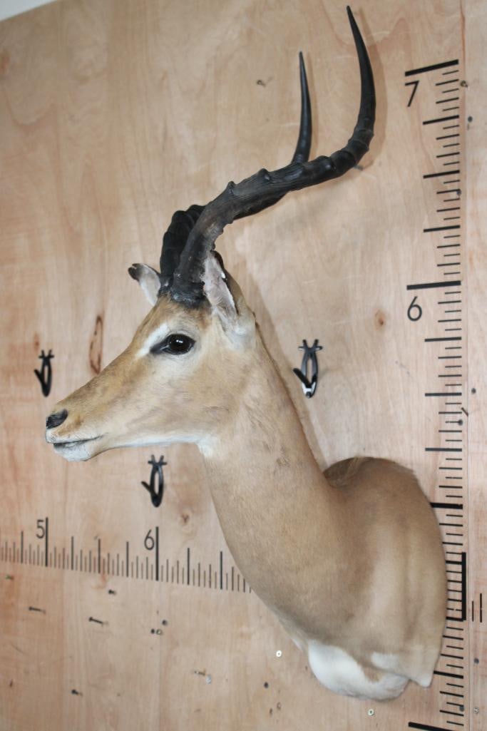 IMPALA Shoulder Mount - 3